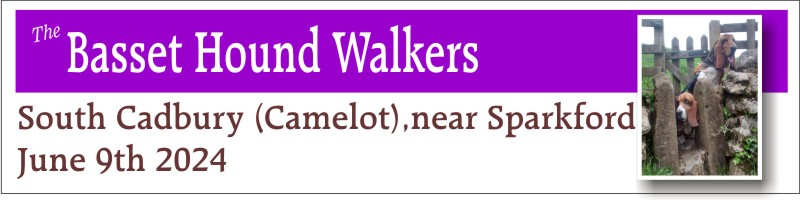 Basset Hound Walkers Camelot June 2024